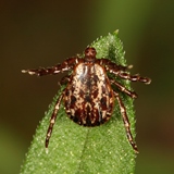 American Dog Tick_thumb