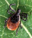 Black Legged Tick_thumb